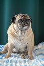 old pug sitting on the sofa on a green background 7 Royalty Free Stock Photo