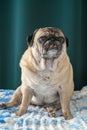 old pug sitting on the sofa on a green background 6 Royalty Free Stock Photo