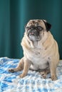 old pug sitting on the sofa on a green background 5 Royalty Free Stock Photo