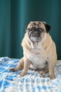 old pug sitting on the sofa on a green background 4 Royalty Free Stock Photo