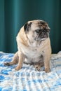 old pug sitting on the sofa on a green background 3 Royalty Free Stock Photo