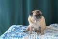 old pug sitting on the sofa on a green background 1 Royalty Free Stock Photo