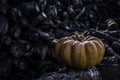 Old pumpking in front of the firewood wall