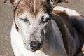 Old Purebred Jack Russell with Cataracts in Eyes