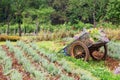 An old pushcart in the flowers field Royalty Free Stock Photo