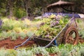 An old pushcart in the flowers field Royalty Free Stock Photo