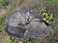 Old and putrid tree stump