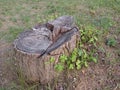 Old and putrid tree stump