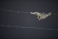 Old rag is hanging on a metal barbed line on a grey background.