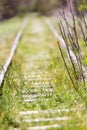 Old railway grassed Royalty Free Stock Photo