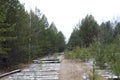 Old railway in a pine forest