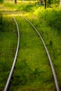 Old railway tracks going through a green forest Royalty Free Stock Photo