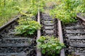 Old railway tracks overgrown with trees. Forgotten railway line. Royalty Free Stock Photo