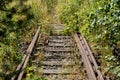 Old railway tracks overgrown with trees. Forgotten railway line. Royalty Free Stock Photo