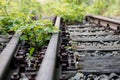 Old railway tracks overgrown with trees. Forgotten railway line. Royalty Free Stock Photo