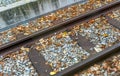 Old railways in bright autumn leaves