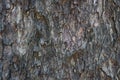 Old rain tree bark texture