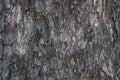 Old rain tree bark texture Royalty Free Stock Photo