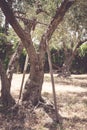 Old rake and hoe abandoned on olive tree trunk