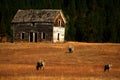 Old Ranch House 2 Royalty Free Stock Photo