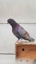 Old rancing pigeon Royalty Free Stock Photo