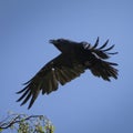 Old Raven cries and flies in blue sky Royalty Free Stock Photo