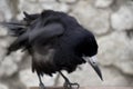 Old raven or crow, common city black bird