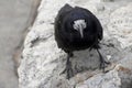 Old raven or crow, common city black bird, looking at camera