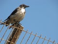 Old Raven on Rusty Fence