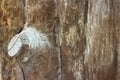 Old real wood wall Texture background closeup Royalty Free Stock Photo