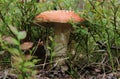 Old red amanita mushrooms in the forest, around branches and moss Royalty Free Stock Photo