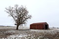 Old Red Barn and Bare Tree in Winter in Illinois