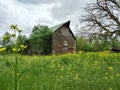 Old red barn in a field of yellow flowers. Royalty Free Stock Photo