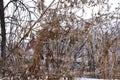 Old red barn seen through a tangle of hoar frosted weeds.