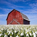 Old Red Barn In Snowdrop Flower Field Royalty Free Stock Photo