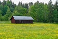 Old red barn standing on a field of yellow flowers Royalty Free Stock Photo