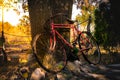 Old bicycle recharged on a tree at sunset