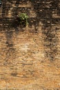 Old red bric wall background, green plant growing on old brick wall Royalty Free Stock Photo