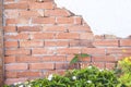 Old red brick fence wall with space and green plant with white jasmine flower growing on background Royalty Free Stock Photo