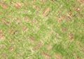 Old red brick paving stones with grass growing along Royalty Free Stock Photo