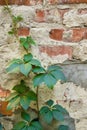 Old red brick wall covered with green leaves of wild grape. Brick wall texture with ivy. Royalty Free Stock Photo