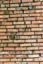 Red brick wall covered with green moss in places Royalty Free Stock Photo