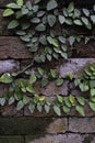 Old red brick wall with green plant vines growing background and wallpaper texture Royalty Free Stock Photo