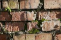 Old red brick wall with moss. Close-up. Brickwork. Weathered brick texture background Royalty Free Stock Photo