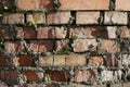 Old red brick wall with moss. Close-up. Brickwork. Weathered brick texture background Royalty Free Stock Photo