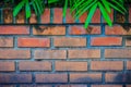 Old red brick wall with natural green leaves frame. Green palm l Royalty Free Stock Photo