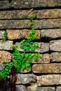 Old red brick wall texture and green leaf hanging down on it at the edge Royalty Free Stock Photo