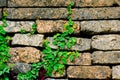 Old red brick wall texture and green leaf hanging down on it at the edge Royalty Free Stock Photo