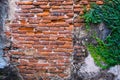 Old red brick wall texture and green leaf hanging down on it at the edge. Copy space background. Royalty Free Stock Photo