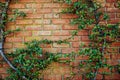 Old red brick wall texture and green leaf hanging down on it at the edge. Copy space background. Art of wall concept Royalty Free Stock Photo